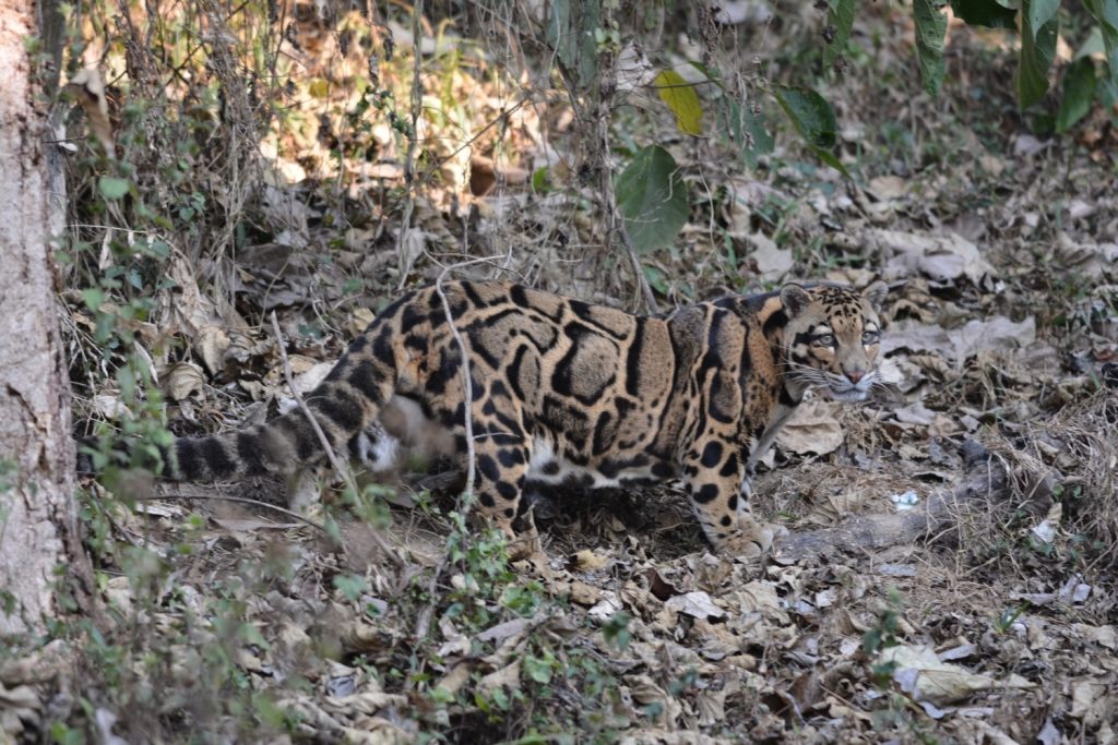 Clouded-Leopard-India