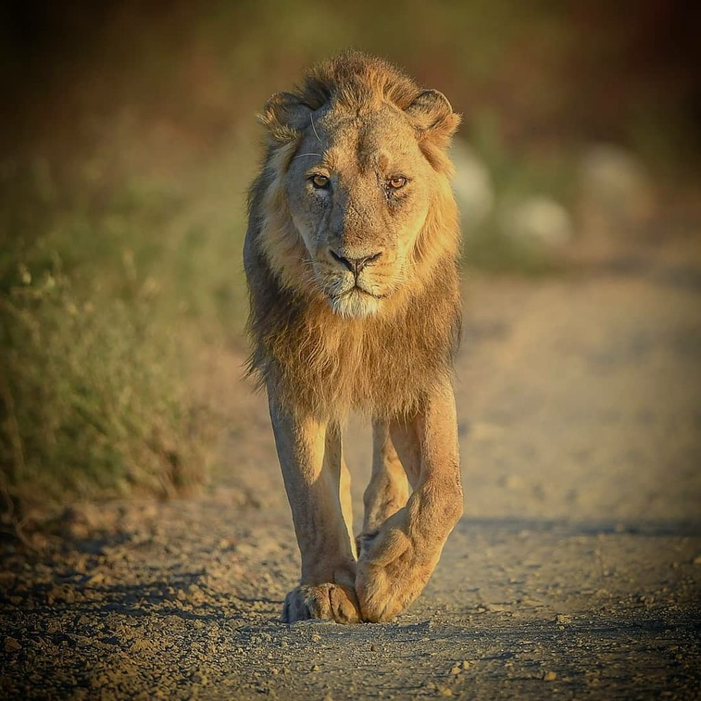 Gir National Park Details