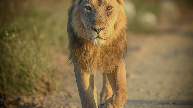 Gir National Park Gir National Park Details