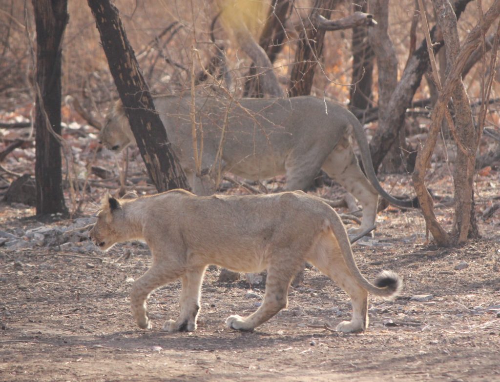 Asiatic Lion India