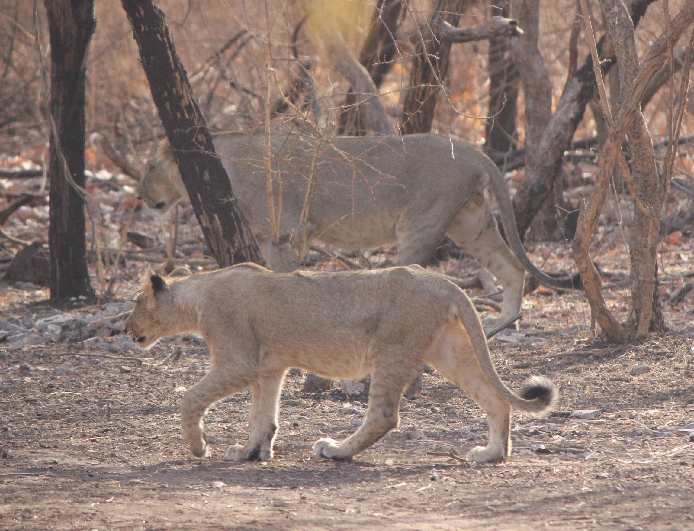 Asiatic Lion India