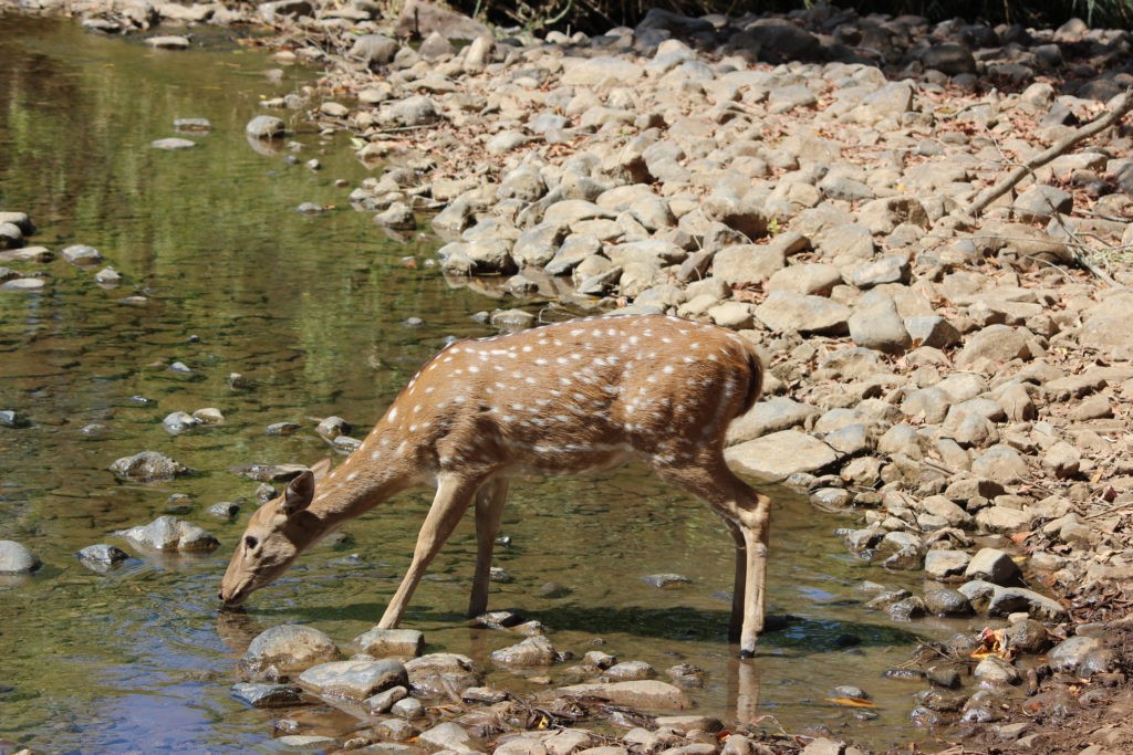 Top National Parks of India