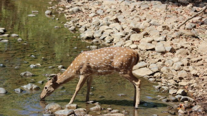 National Parks of India National Parks of India