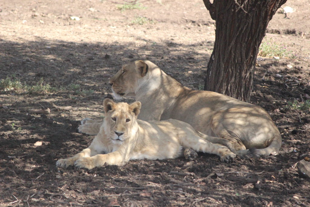 Asiatic Lions at Devalia Park, Gir