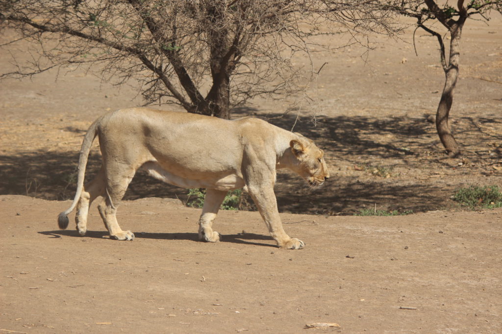 Devalia Safari Park - Big Cats India