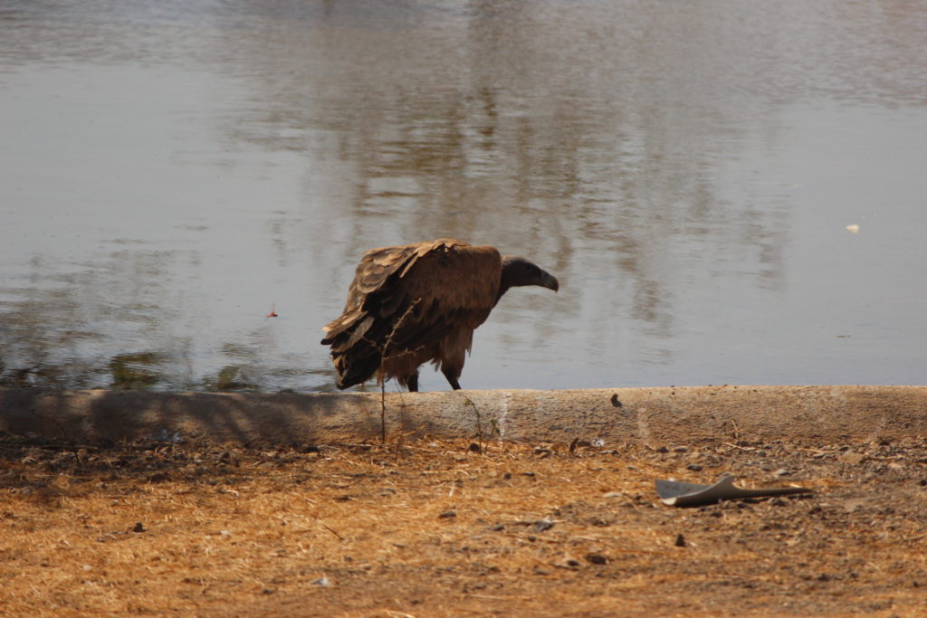 Indian Vulture at Devalia Safari Park
