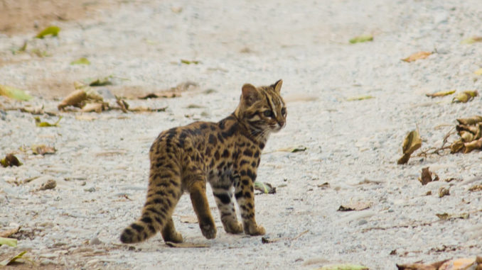 Leopard Cat - Big Cats India Leopard Cat India