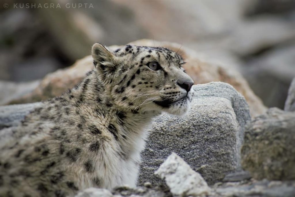 Snow Leopard, Amazing Big Cat Species