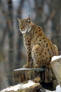 The Lynx Cat India