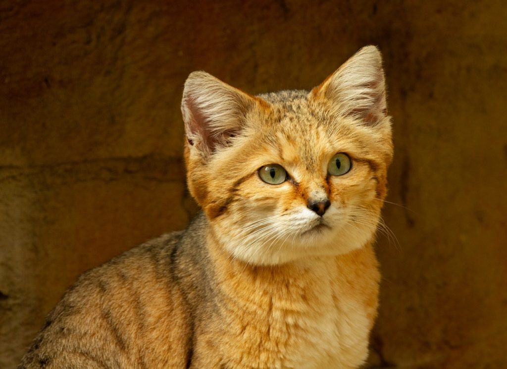 Wild desert cat