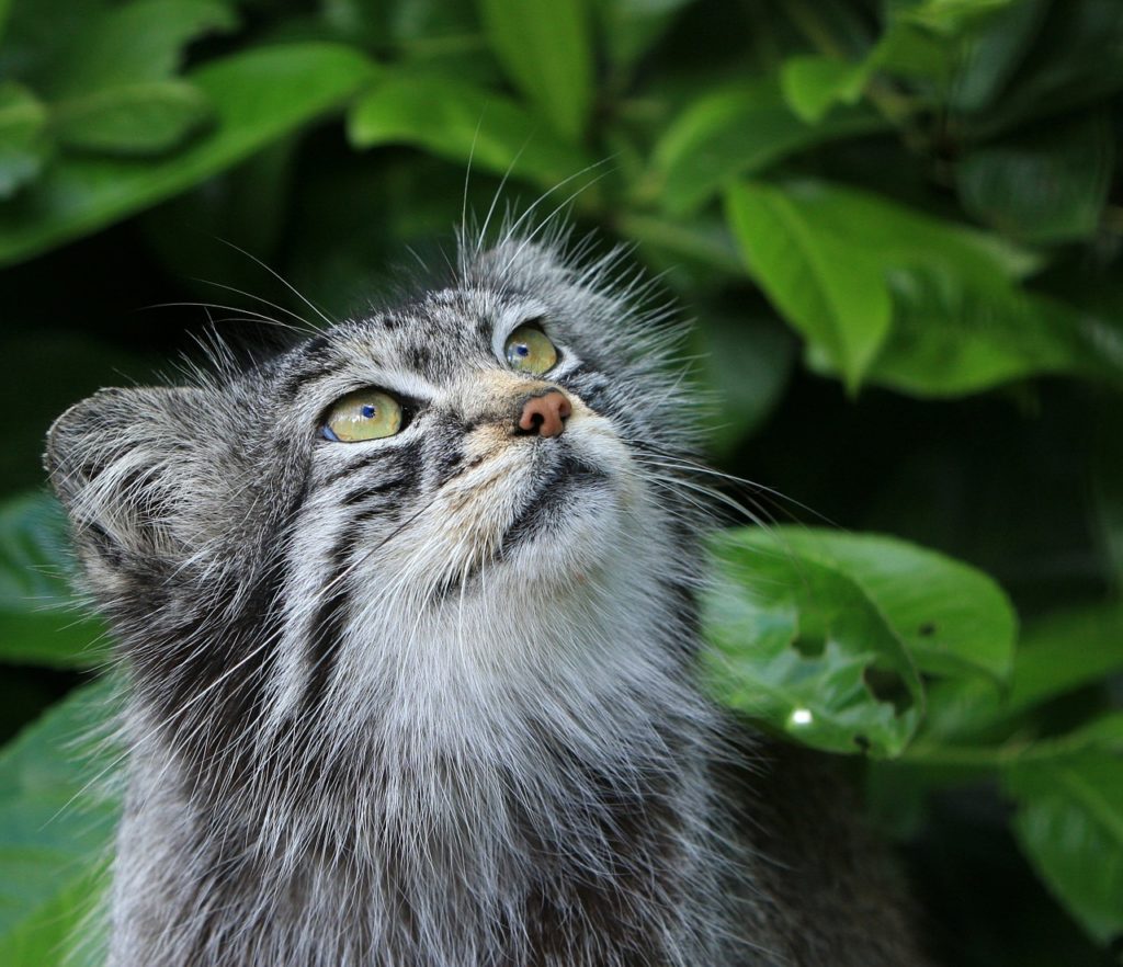 Pallas Cat, Beautiful Wild Cat Species