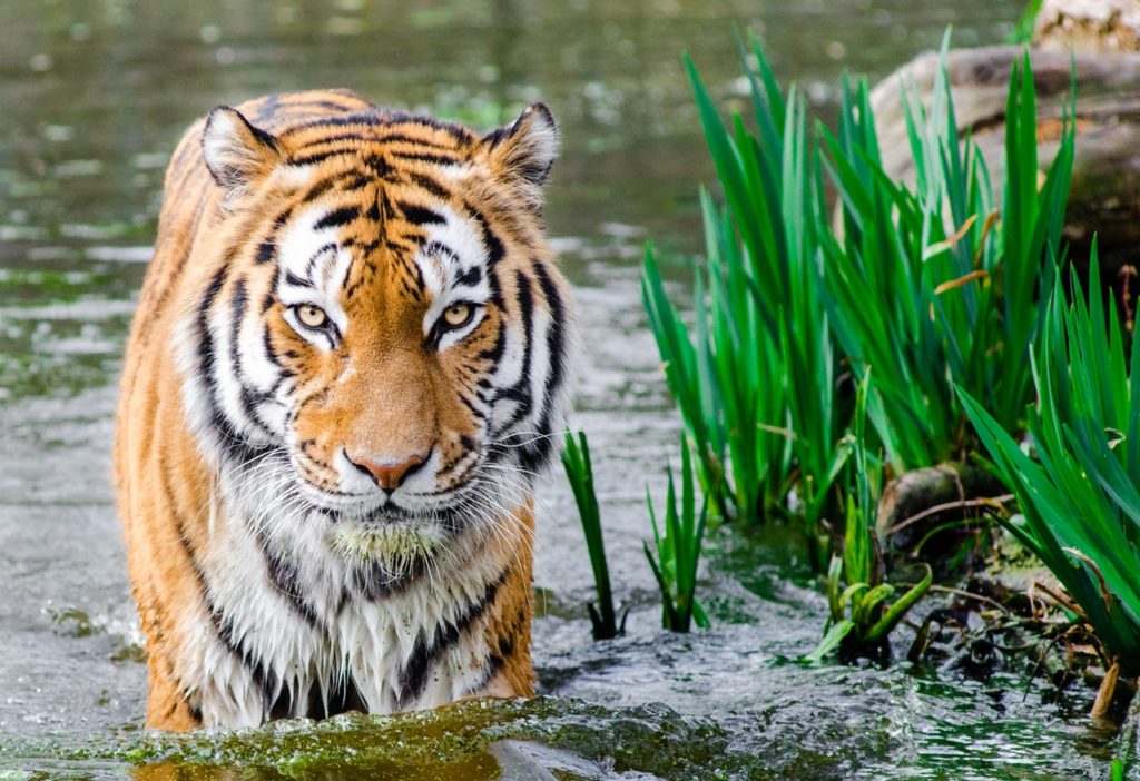 tiger census 2018