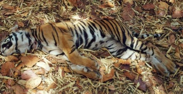 tiger-death tiger-death-india