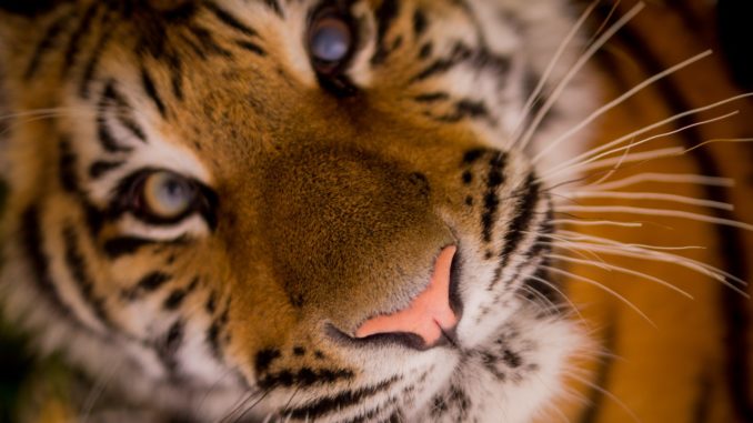 tiger news january 2018 tiger news january 2018