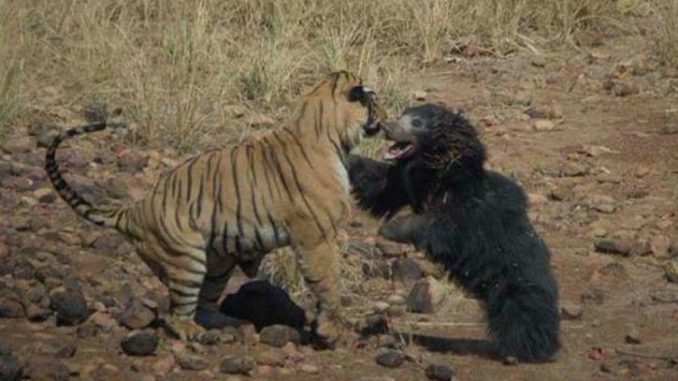 Tiger Bear Fight