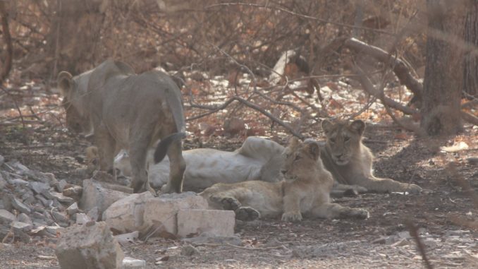 Asiatic Lion Asiatic Lion