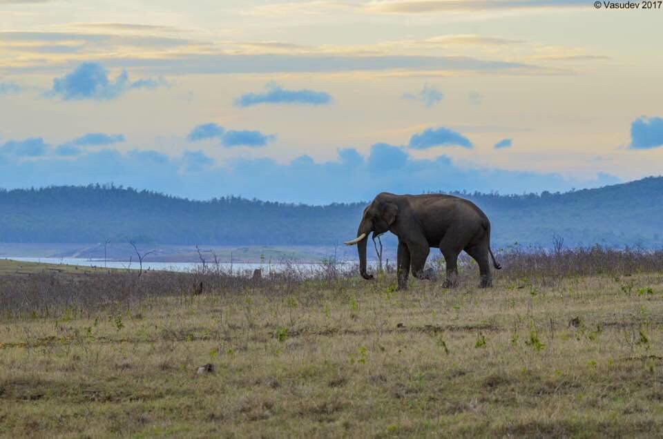 Bhadra Tiger Reserve Karnataka