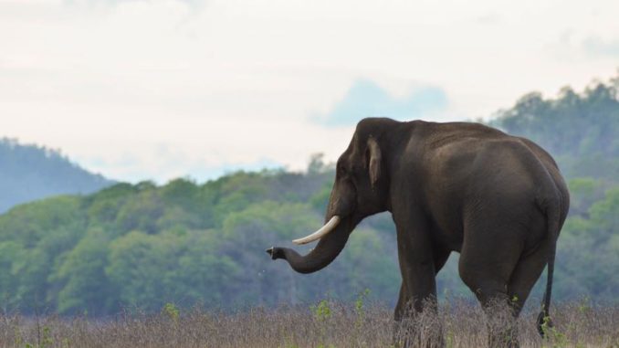 national park vs wildlife sanctuary vs tiger reserve