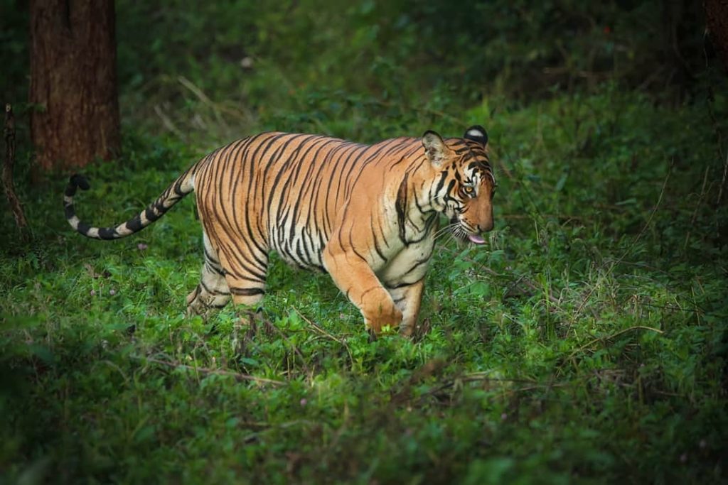 Kali Tiger Reserve Karnataka