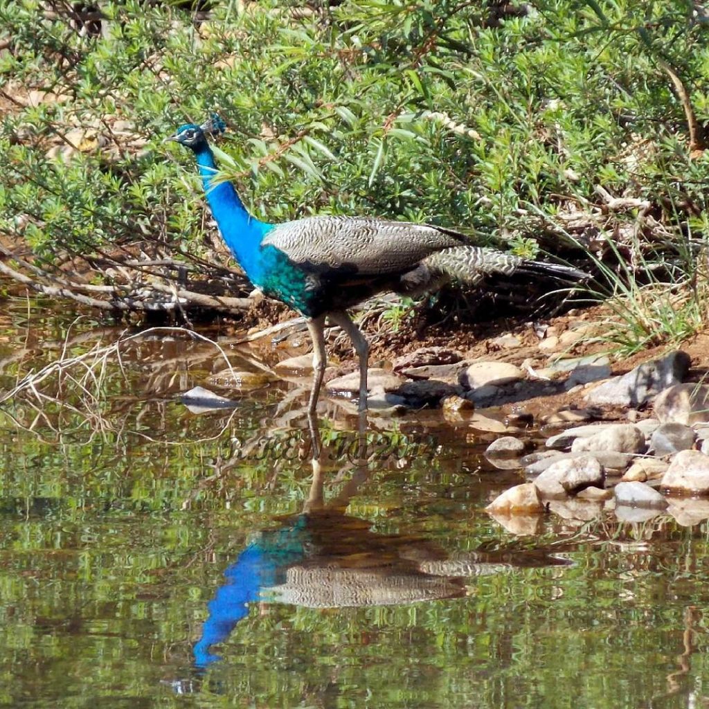 Mookambika Wildlife Sanctuary