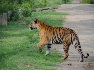 Tiger Reserve Karnataka