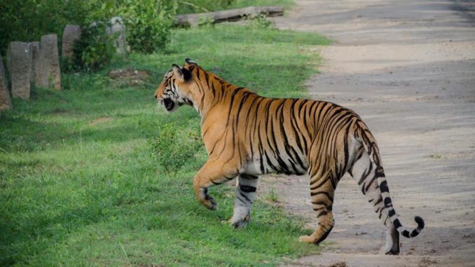Nagarohole Tiger Reserve Tiger Reserve Karnataka