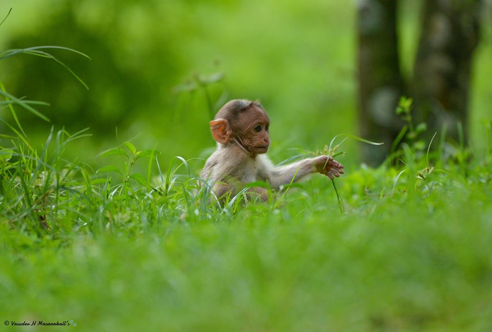 National Park Vs Wildlife Sanctuary