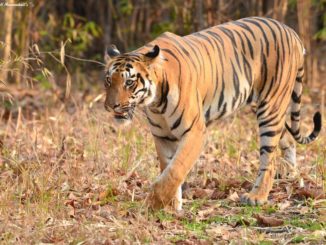 Tadoba Andheri Tiger Reserve