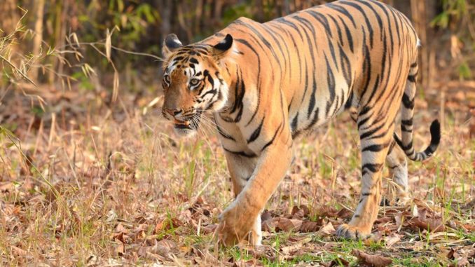 Tadoba Andheri Tiger Reserve Tadoba Andheri Tiger Reserve
