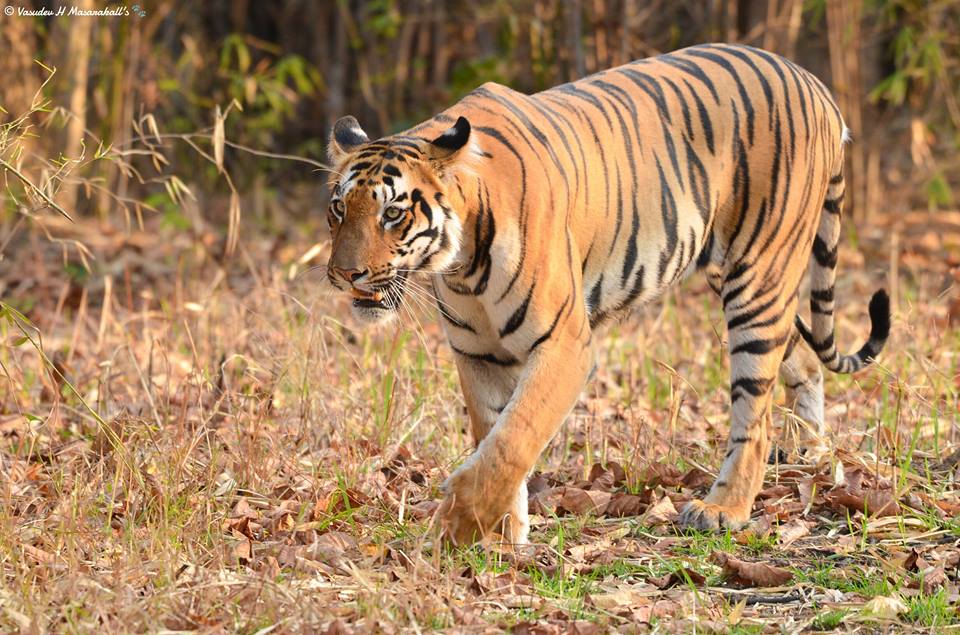 Tadoba Andheri Tiger Reserve