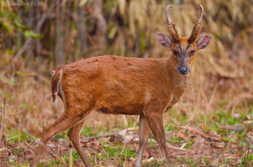 Tadoba National park