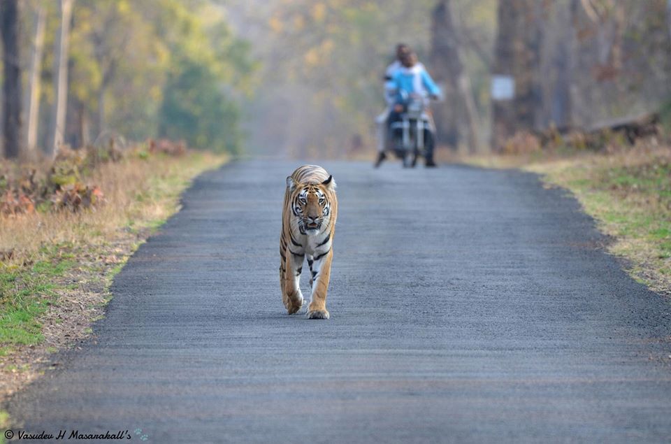 Tadoba Andheri Tiger Reserve