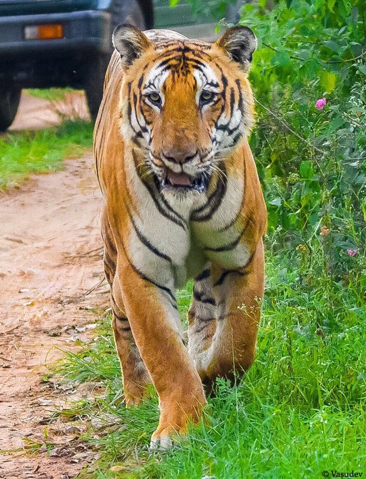 National Park vs Tiger Reserve