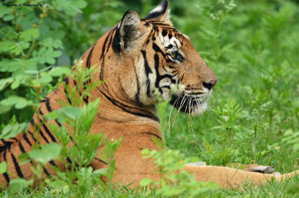 Nagarhole National Park