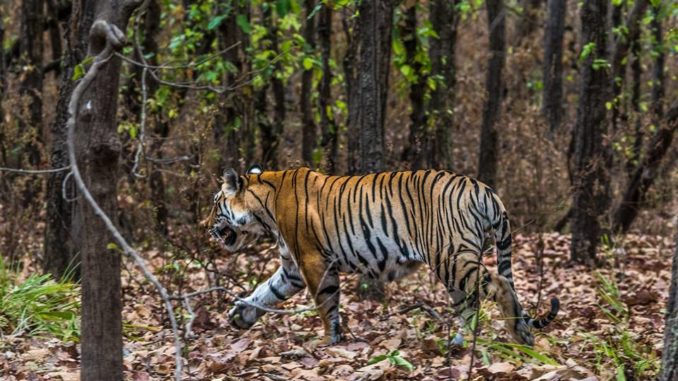 Kanha National Park T7 cub The Royal Bengal Tiger - India
