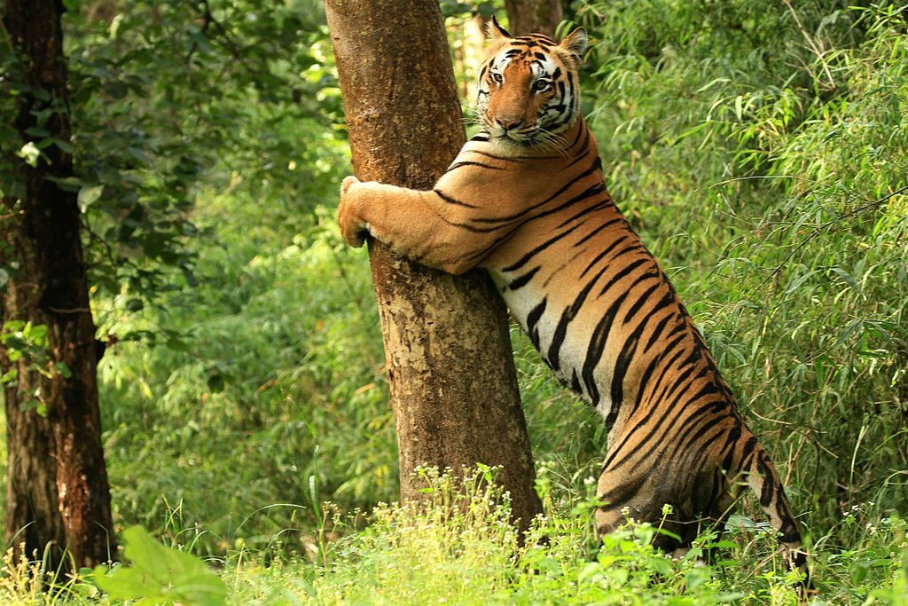Kanha Tiger Reserve and National Paek
