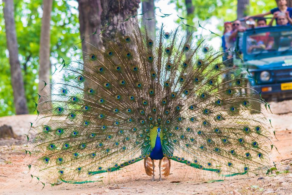 Kanha Tiger Reserve Peacock