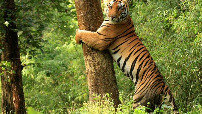 Kanha Tiger Reserve Kanha Tiger Reserve