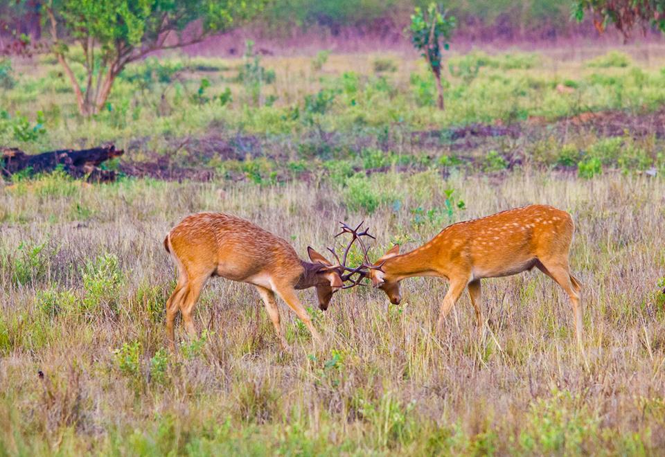 Fighting Deer at Kanha National Park