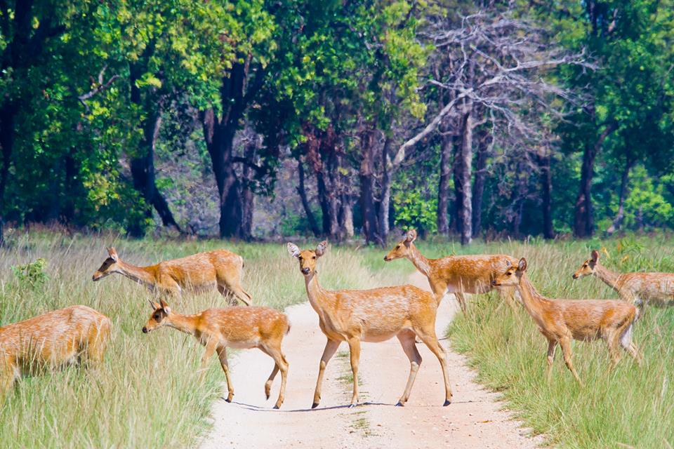 Deer Herd at Kanha Tiger Reserve