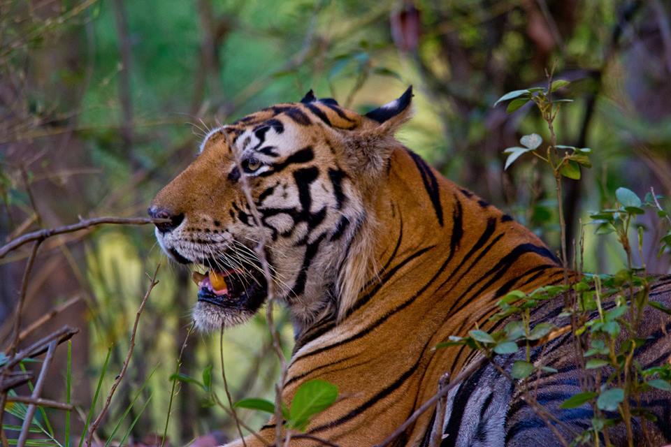 Kanha Tiger Reserve Madhya Pradesh