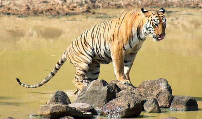 Panna Tiger Reserve - Madhya Pradesh Panna Tiger Reserve - Madhya Pradesh