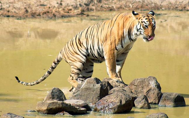 Panna Tiger Reserve - Madhya Pradesh