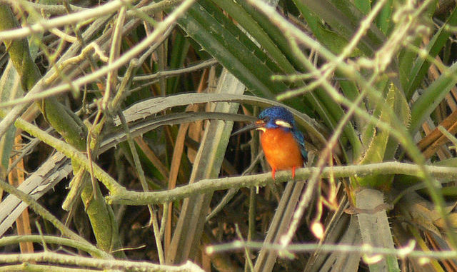 Sundarbans Sunderban National Park
