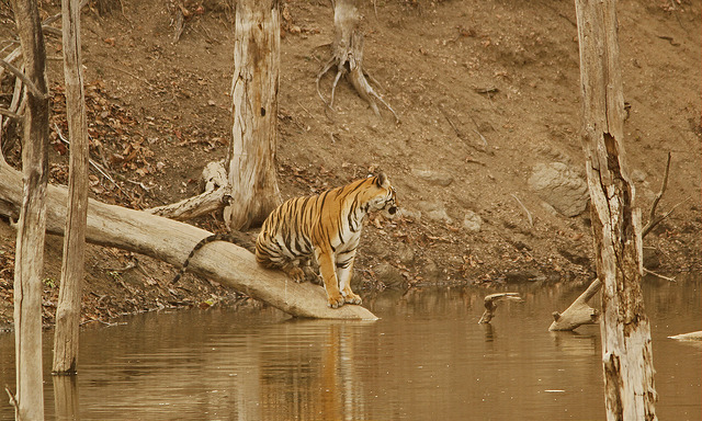 Pench Tiger Reserve