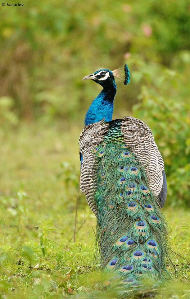 Peacock at Bandipur National Park