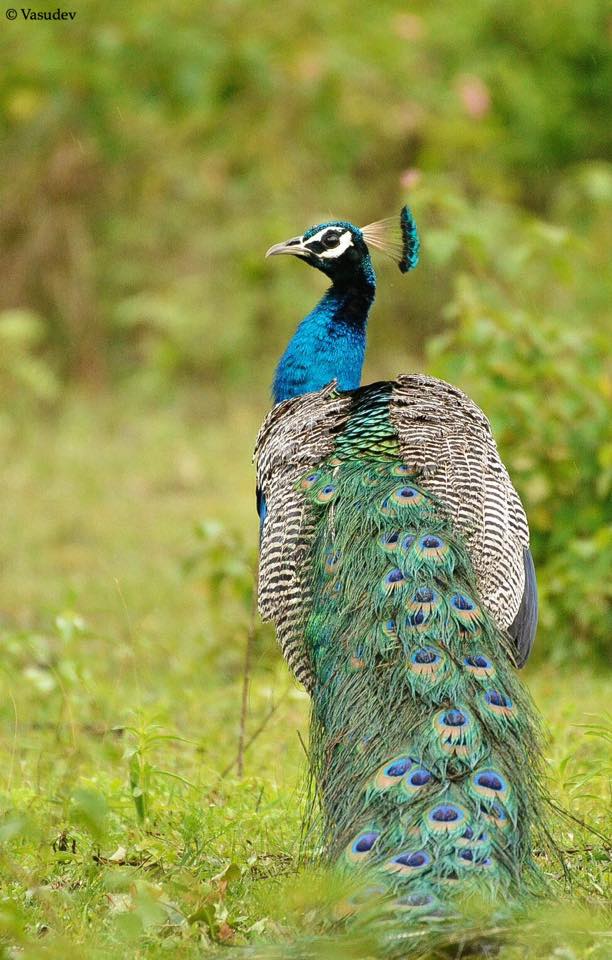 Peacock at Bandipur National Park