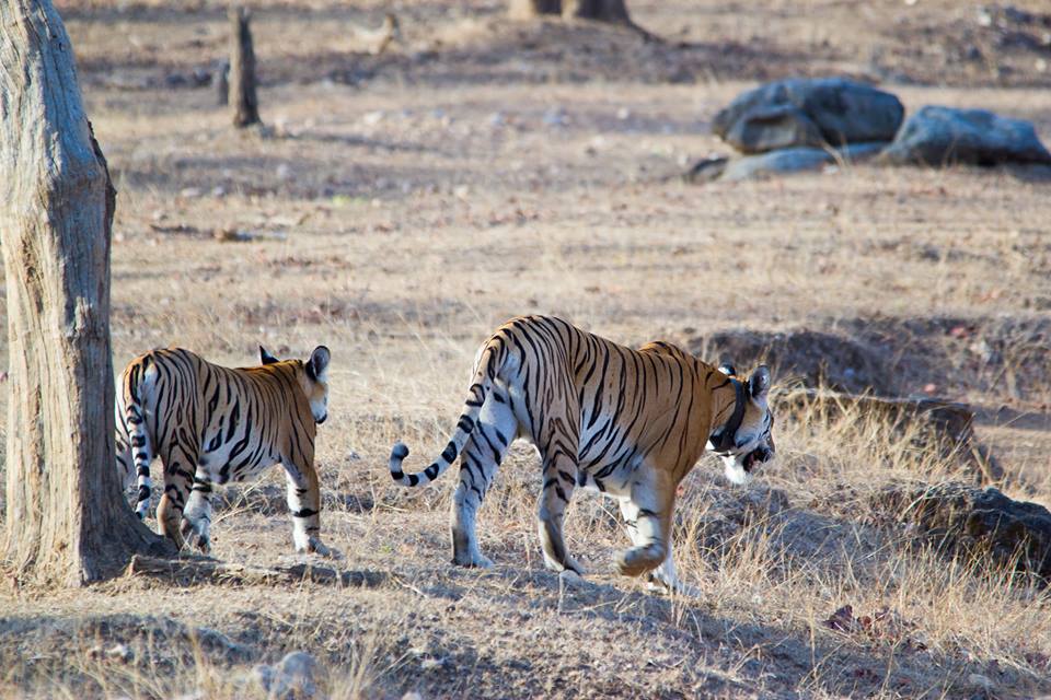 Pench Tiger Reserve - Collerwali Tigres