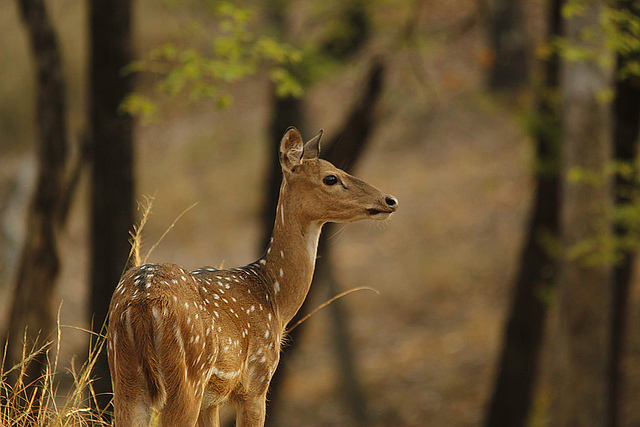 Spotted Deer, Pench