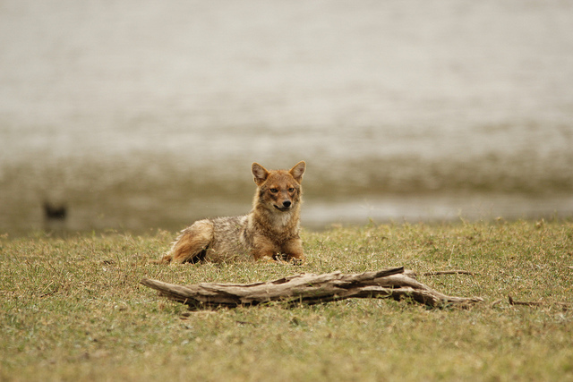 Pench National Park and Tiger Reserve